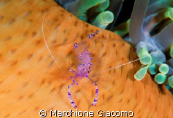 Shrimp  and anemone
Walea 2007-Indonesia
 D200 Nikon ,1... by Marchione Giacomo 